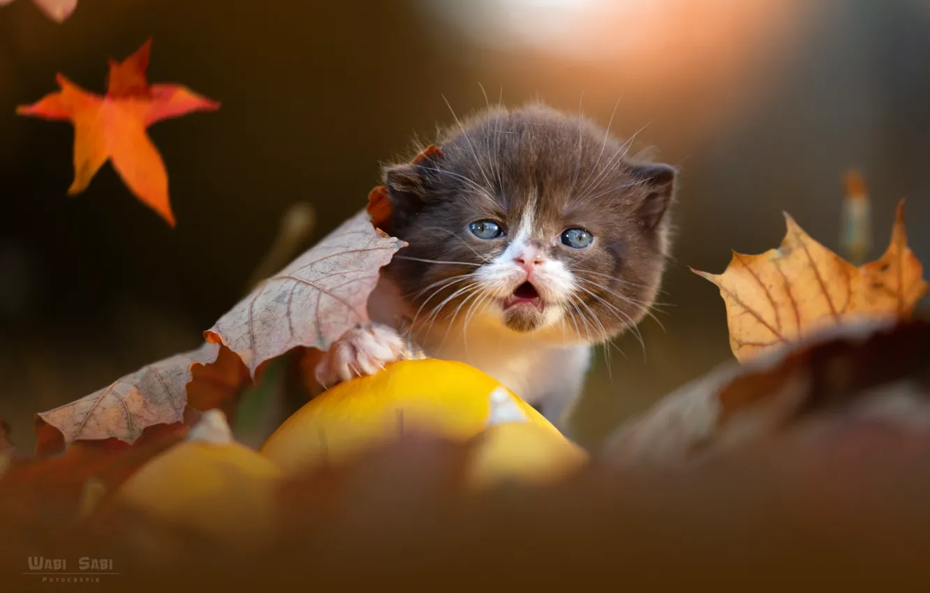 Photo wallpaper cat, leaves, kitty
