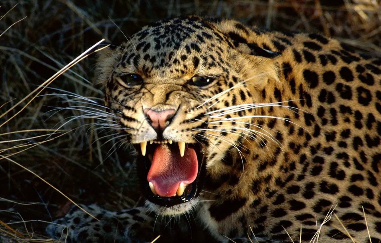 Photo wallpaper Leopard, fangs, grin