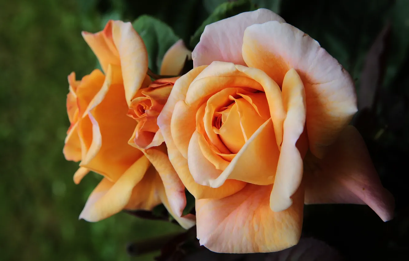 Photo wallpaper leaves, flowers, orange, yellow, the dark background, roses, petals, garden