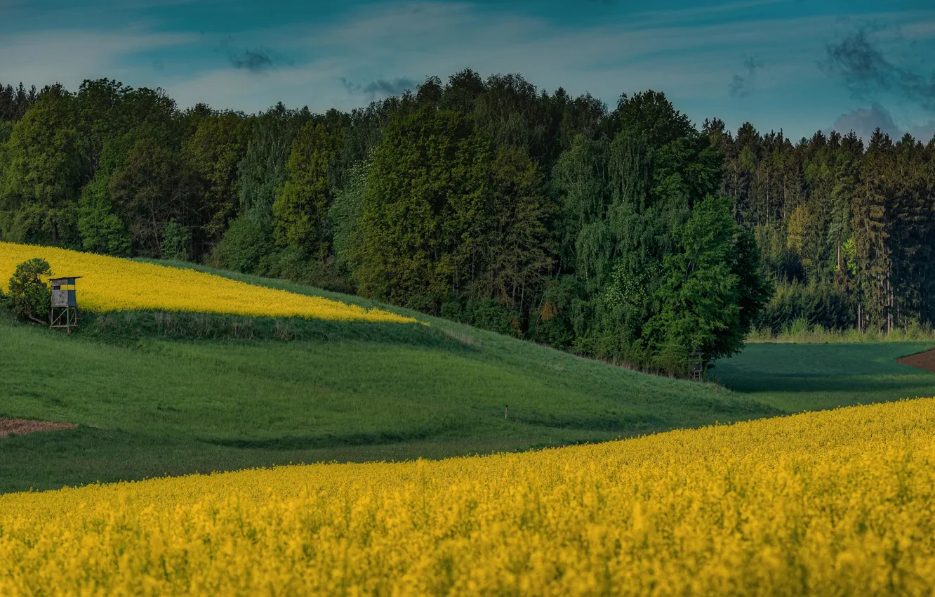 Photo wallpaper field, forest, flowers, hills, booth, rape, rapeseed field