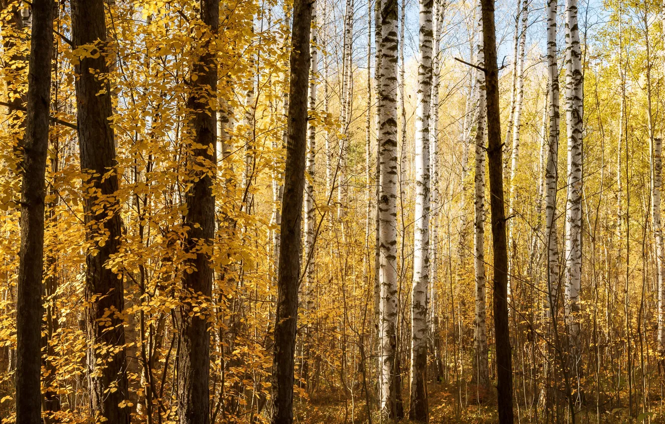 Photo wallpaper autumn, forest, trees, branches, foliage, trunk, birch, grove