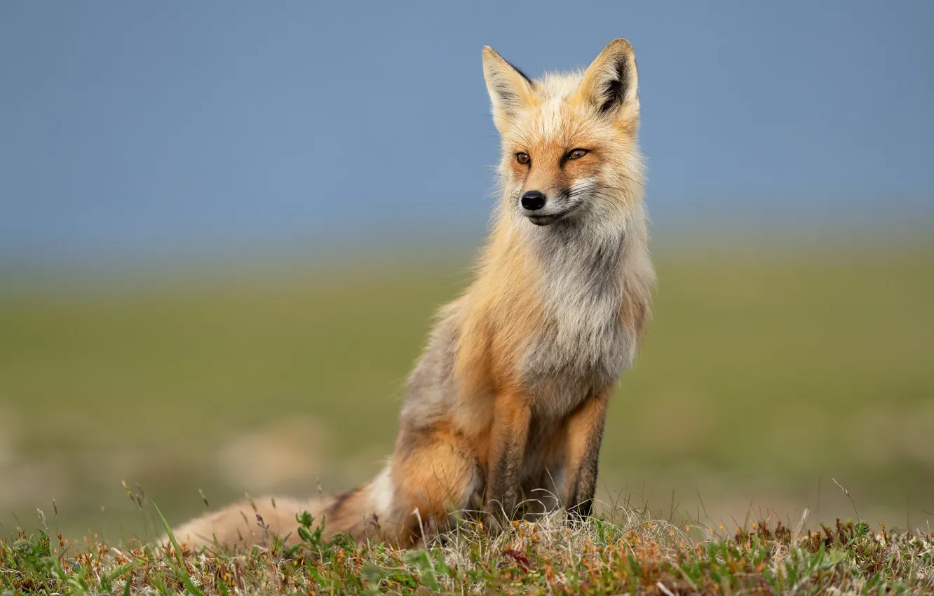 Photo wallpaper field, the sky, grass, glade, Fox, sitting