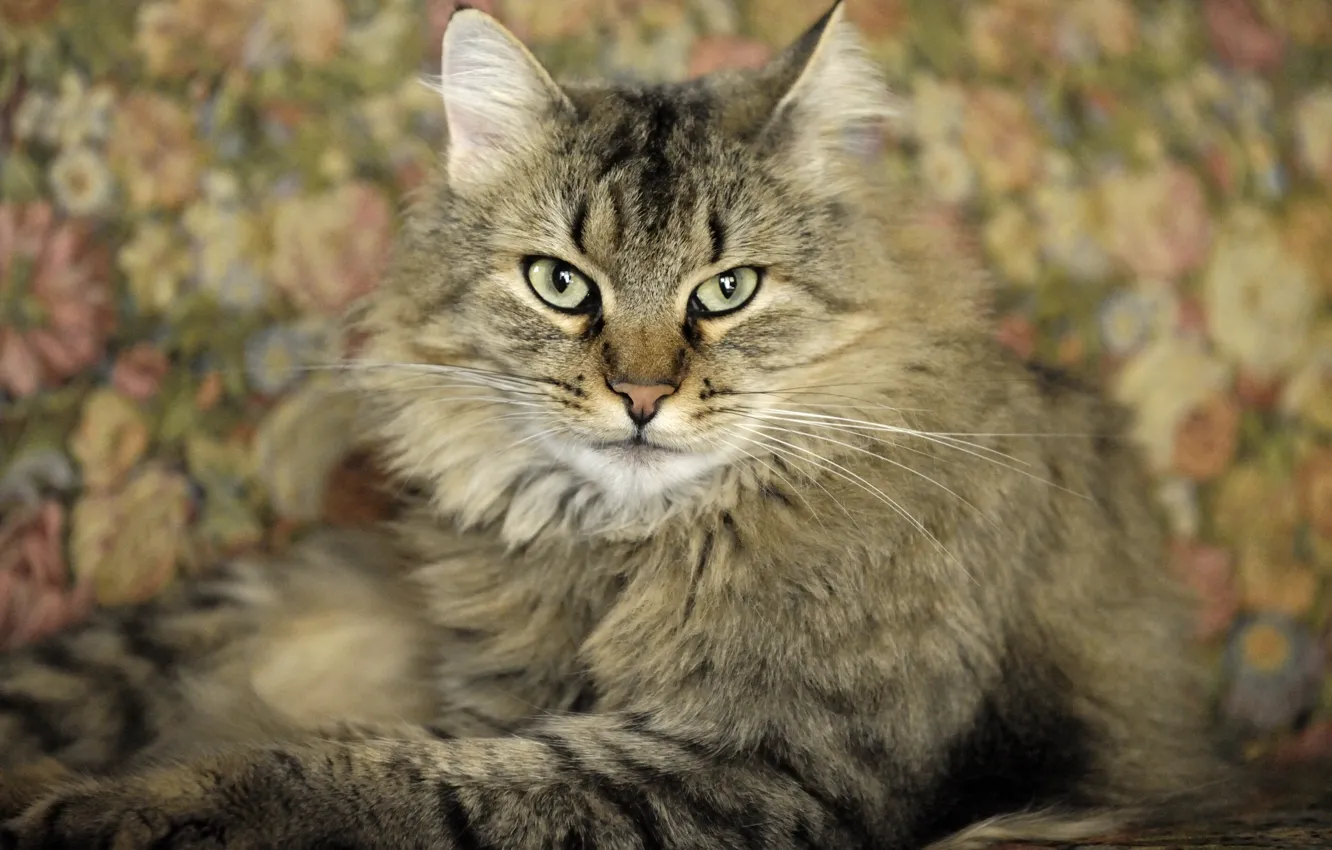 Photo wallpaper cat, cat, background, widescreen, Wallpaper, wallpaper, widescreen, cat