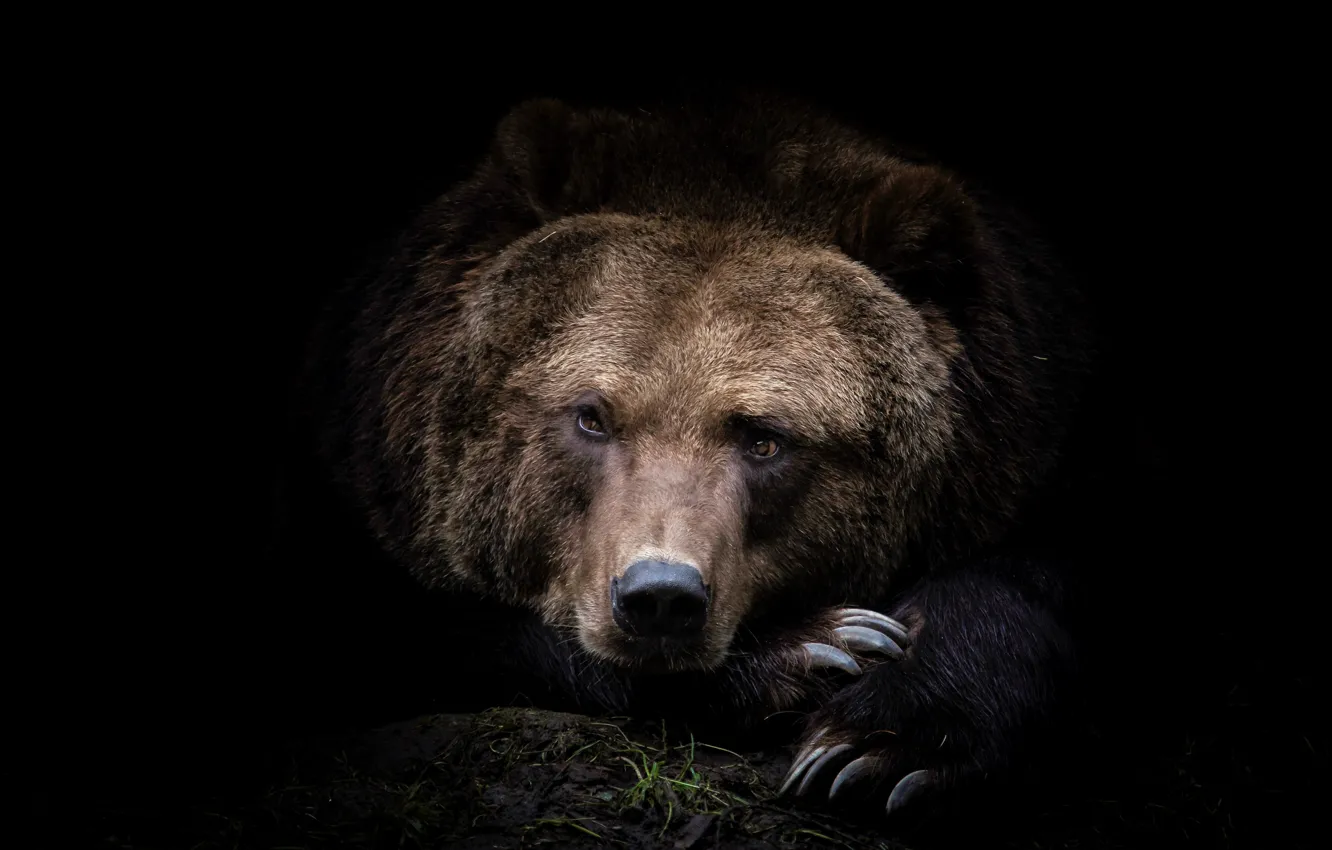 Photo wallpaper face, photo, predator, bear
