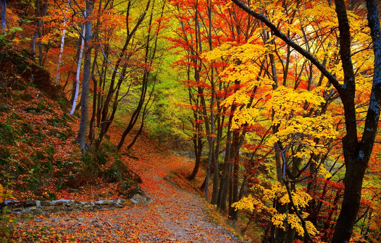 Photo wallpaper autumn, forest, leaves, trees, forest, falling leaves, path, trees
