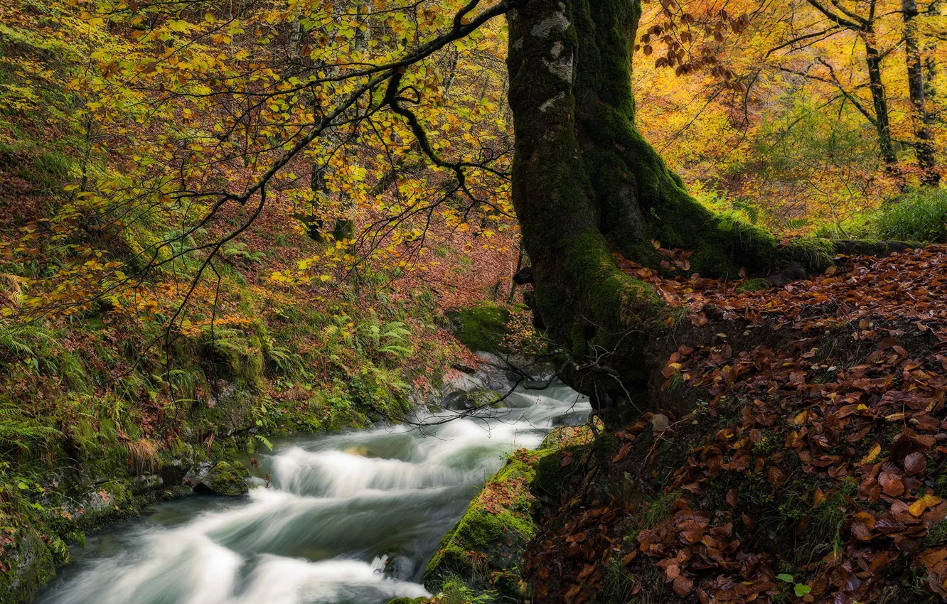 Photo wallpaper autumn, forest, trees, stream, France, river, France, fallen leaves