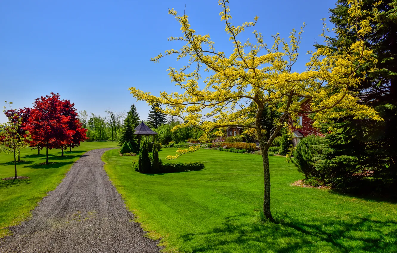 Photo wallpaper grass, leaves, trees, Park, paint, track