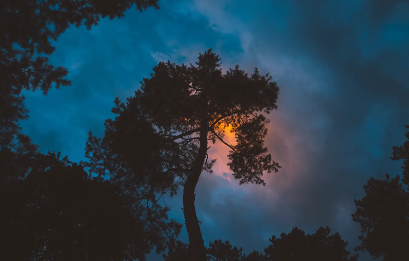Photo wallpaper forest, the sky, clouds, trees, sunset, clouds, nature, twilight