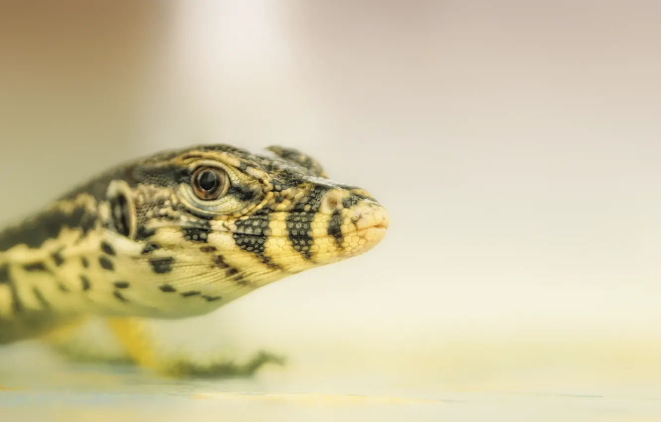 Photo wallpaper lizard, beast, reptile