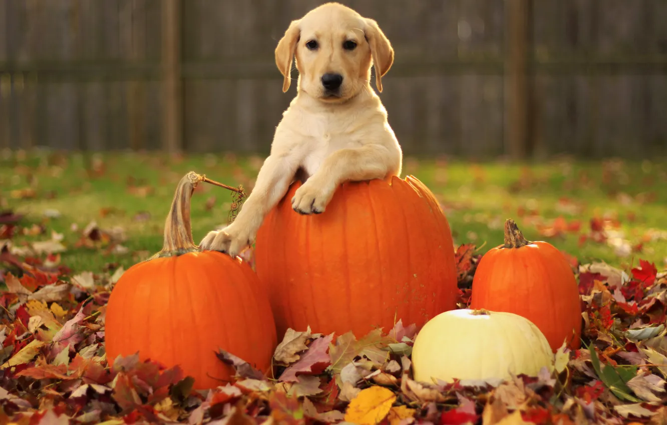 Photo wallpaper autumn, leaves, dog, pumpkin, puppy, Labrador Retriever, pupkin, labrador retriever