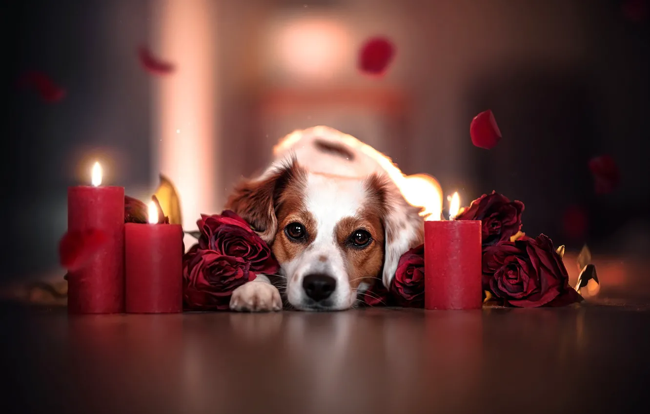 Photo wallpaper look, face, flowers, roses, dog, candles, petals, bokeh