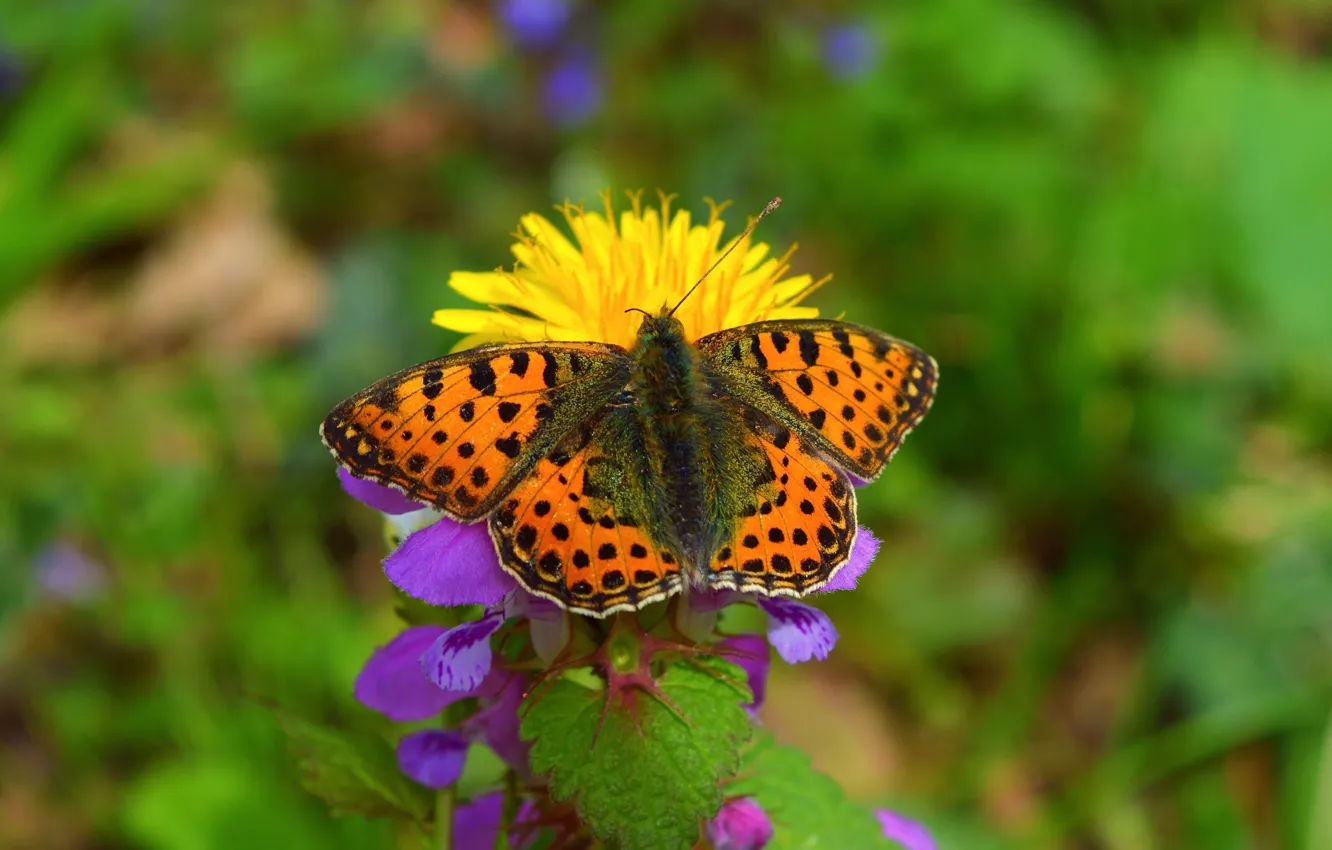 Photo wallpaper flower, Macro, Spring, Butterfly, Spring, Bokeh, Macro, Butterfly