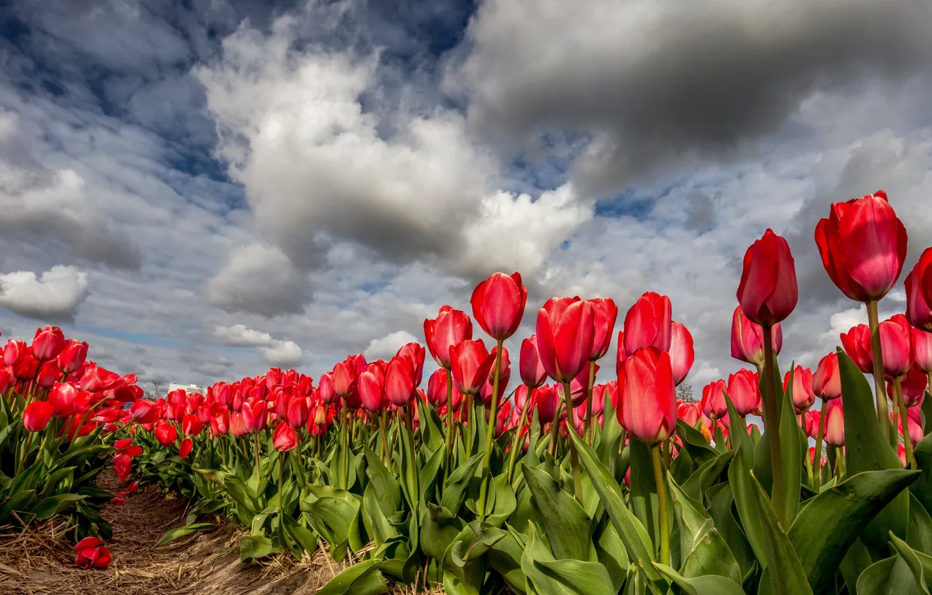 Photo wallpaper clouds, spring, tulips
