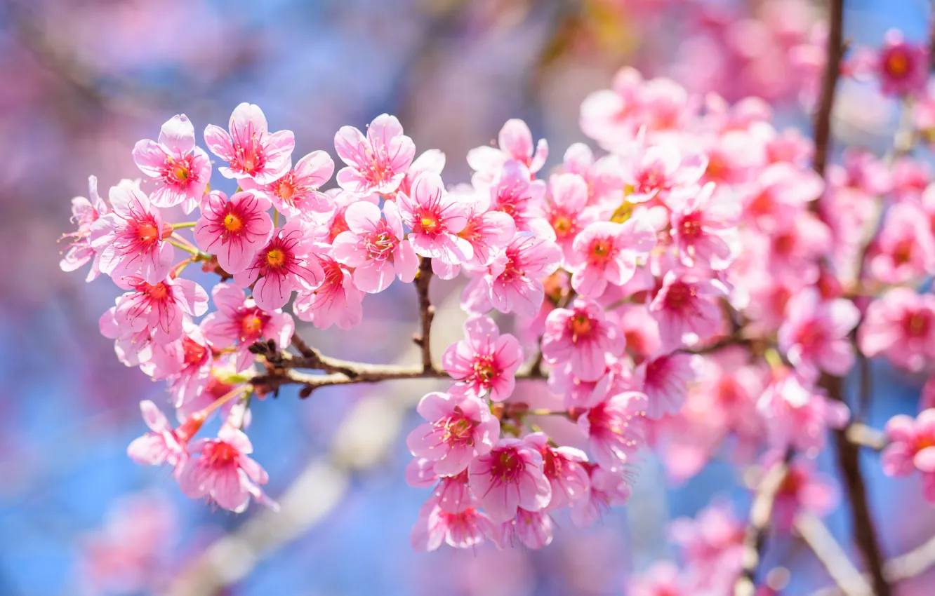 Photo wallpaper branches, spring, Sakura, flowering, pink, blossom, sakura, cherry