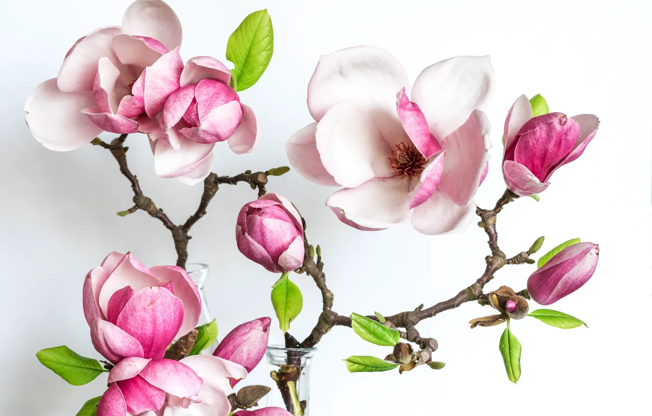 Photo wallpaper flowers, branch, Magnolia