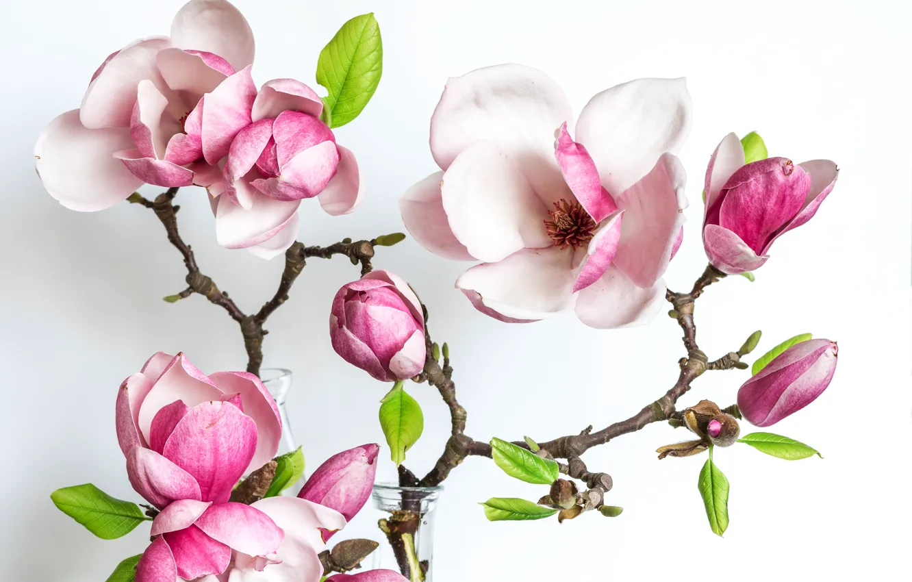 Photo wallpaper flowers, branches, Magnolia