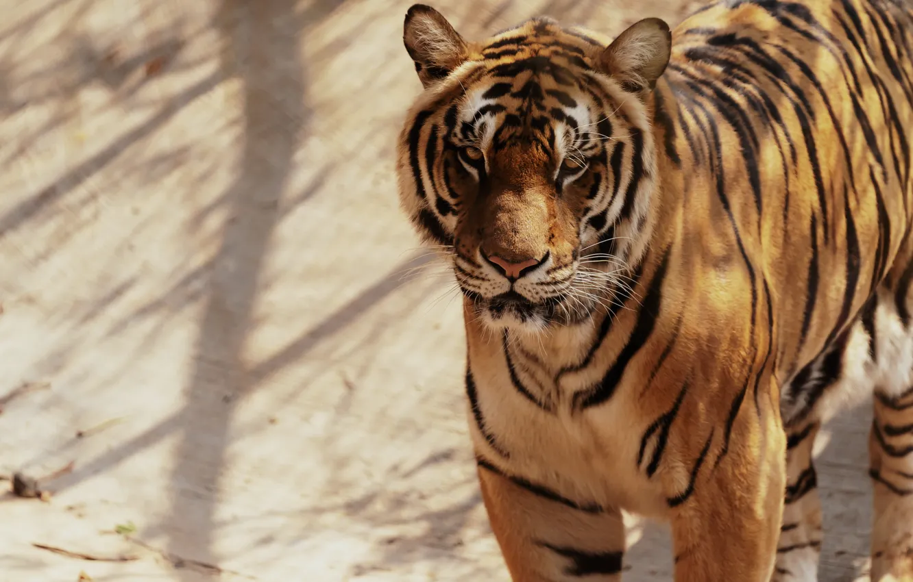 Photo wallpaper look, face, light, tiger, pose, shadow