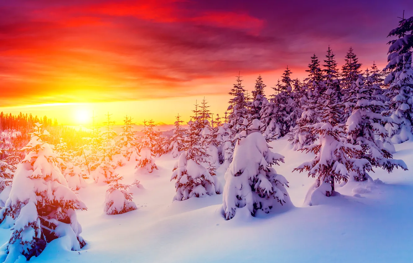 Photo wallpaper sunset, photo, The sky, Nature, Winter, Snow, Dawn, Spruce