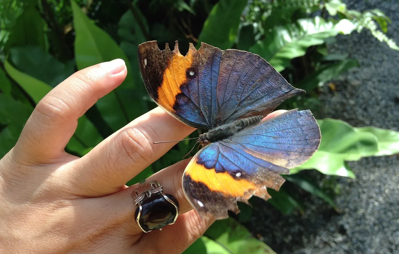 Photo wallpaper leaves, butterfly, wings, hands, ring, fingers, beautiful