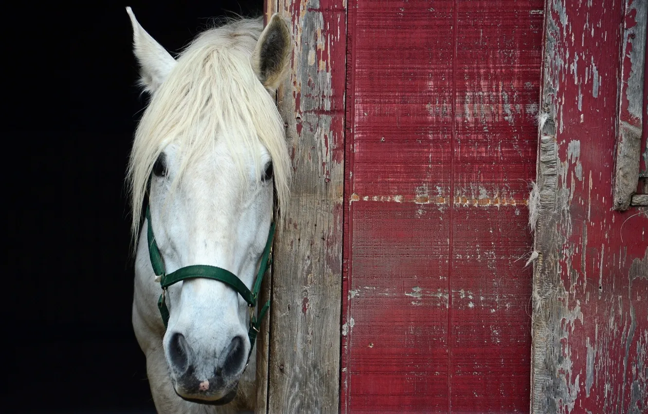 Photo wallpaper background, wall, horse