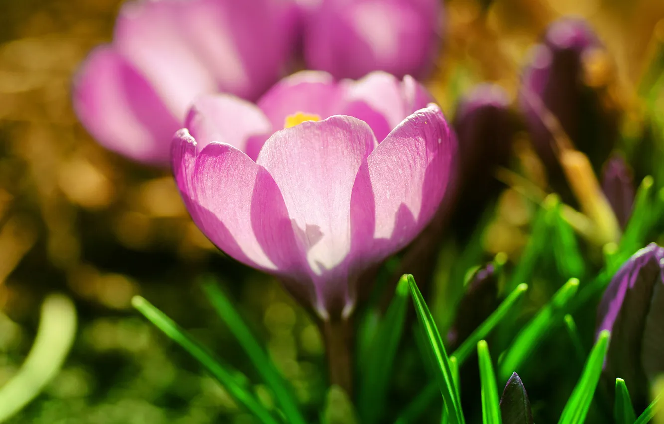 Photo wallpaper grass, macro, light, flowers, spring, petals, crocuses, pink