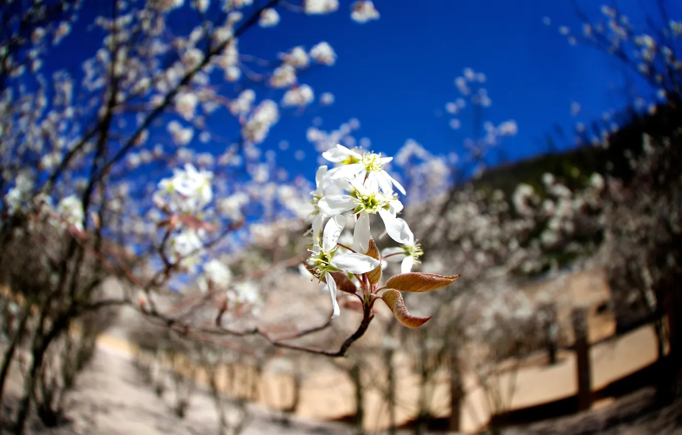 Photo wallpaper nature, Sakura, flowers, twigs