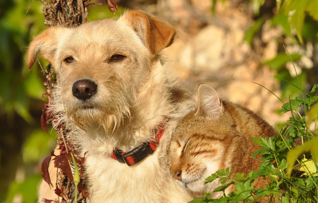 Photo wallpaper look, dog, friendship, Kote