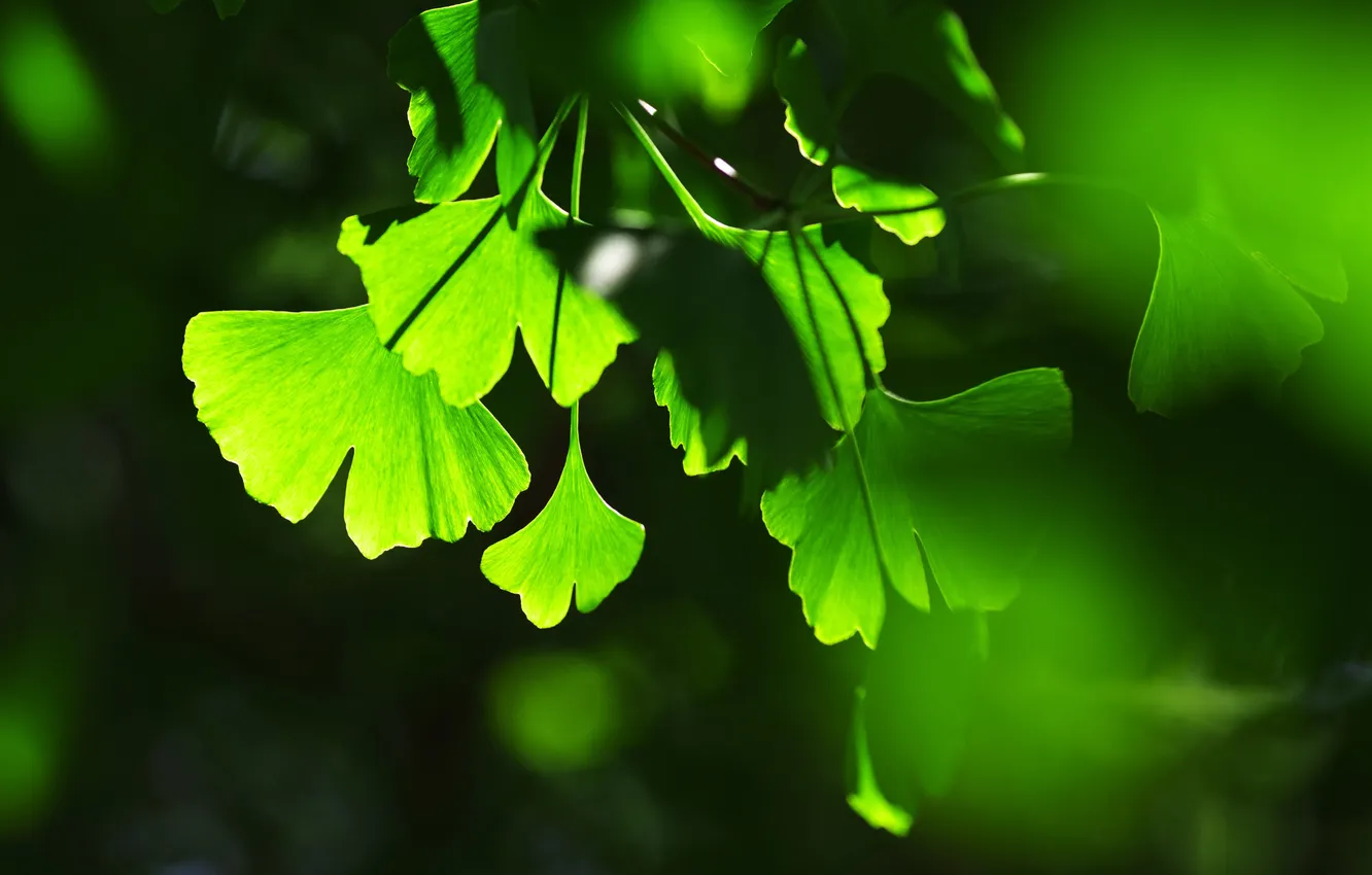 Photo wallpaper leaves, background, the game, shadows, green, light