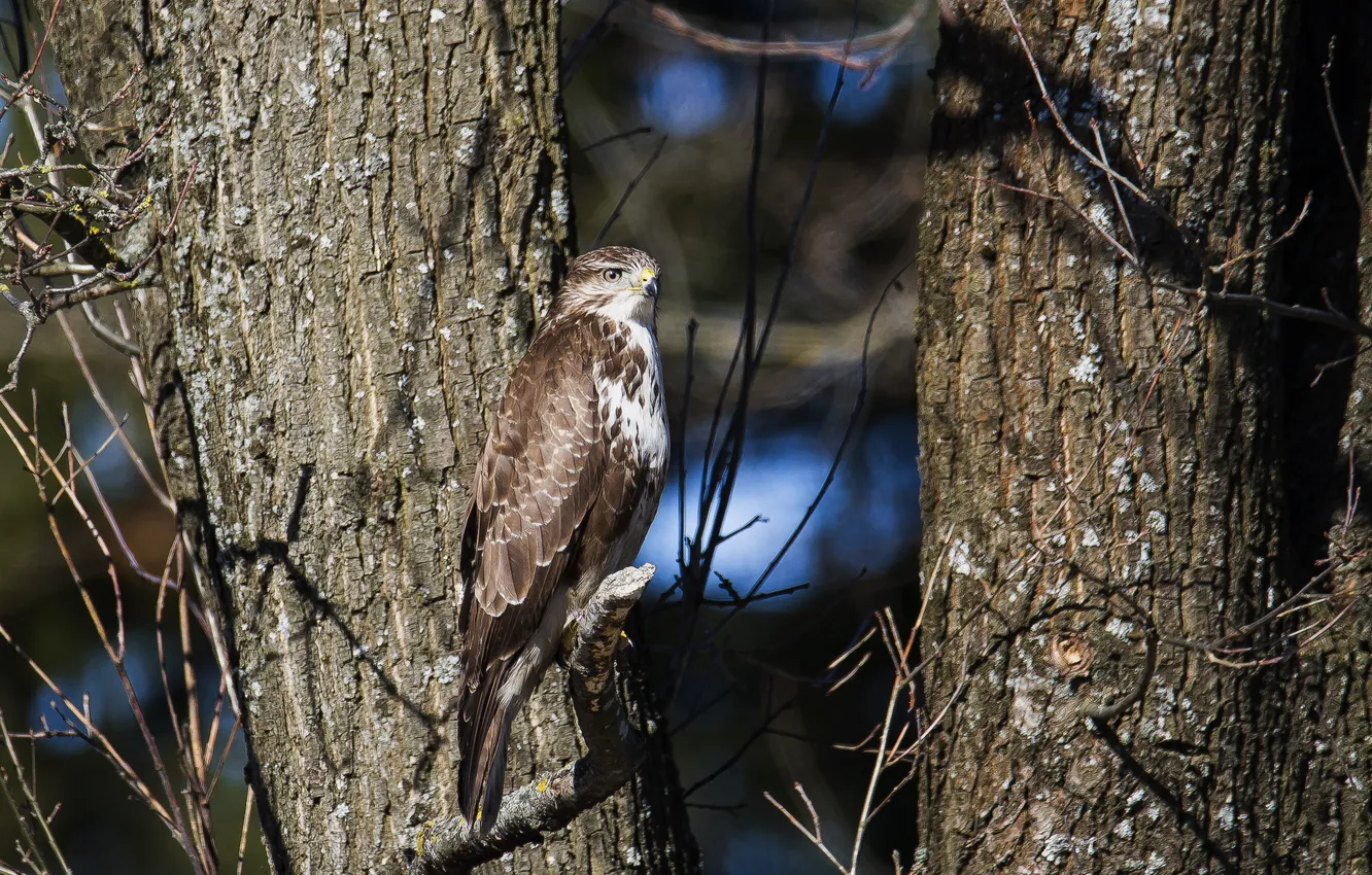 Photo wallpaper bird, predator, Buzzard, photohunt