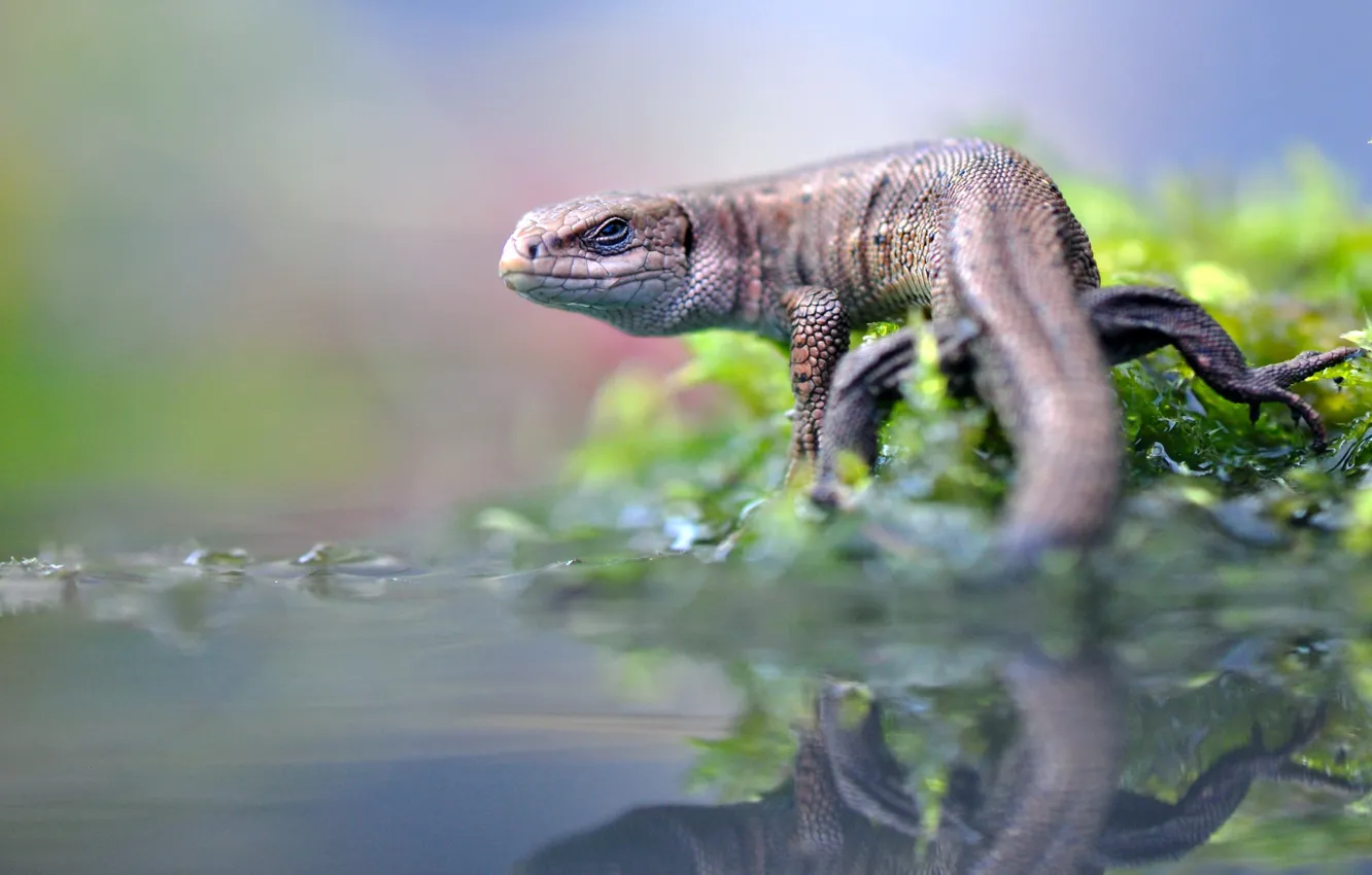 Photo wallpaper water, leather, lizard