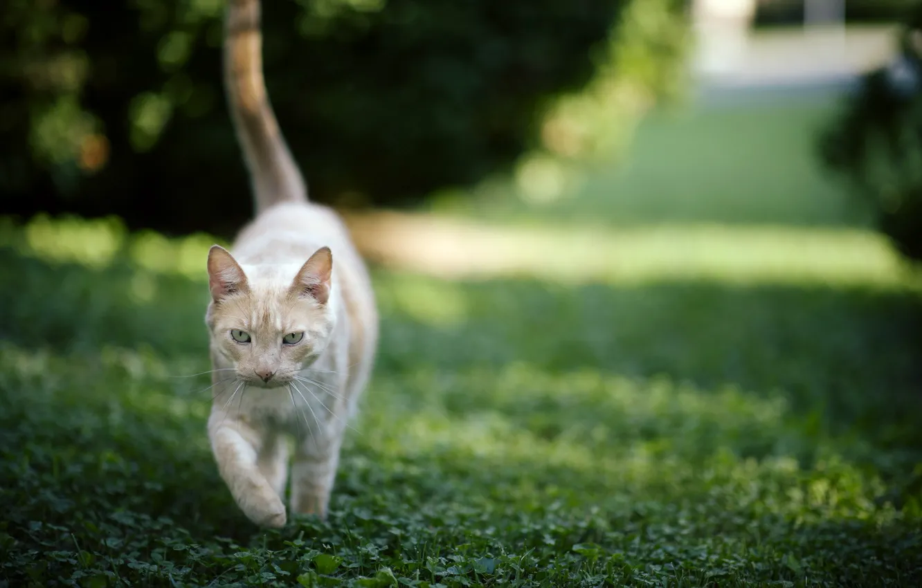 Photo wallpaper cat, grass, background