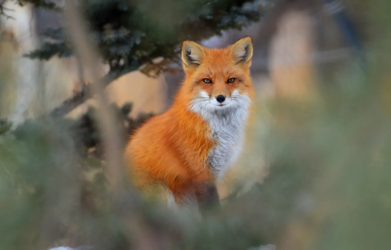 Photo wallpaper look, Fox, red, bokeh