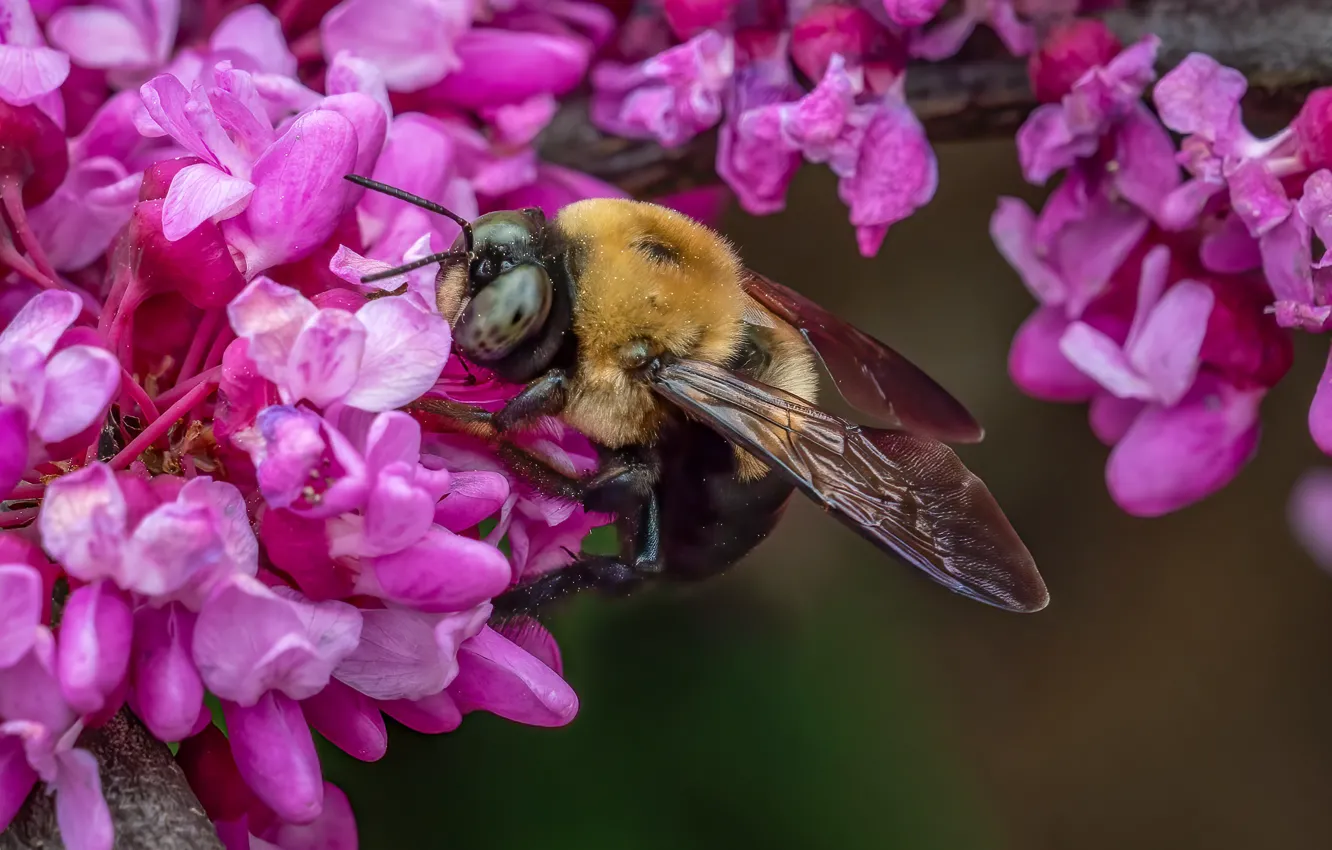 Photo wallpaper macro, flowers, branches, bee, spring, insect, pink, flowering