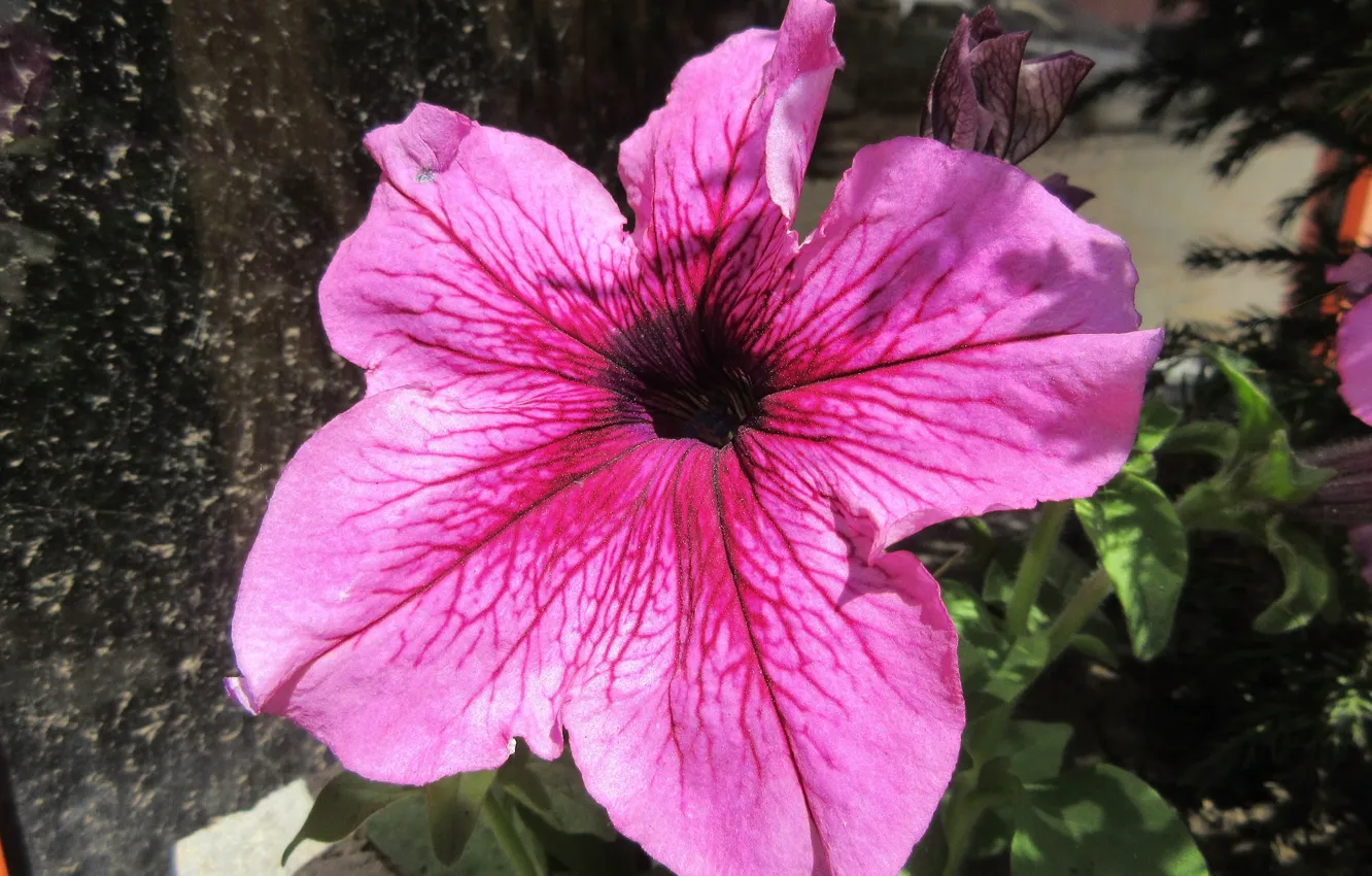 Photo wallpaper flower, Petunia, spring 2018, Mamala ©