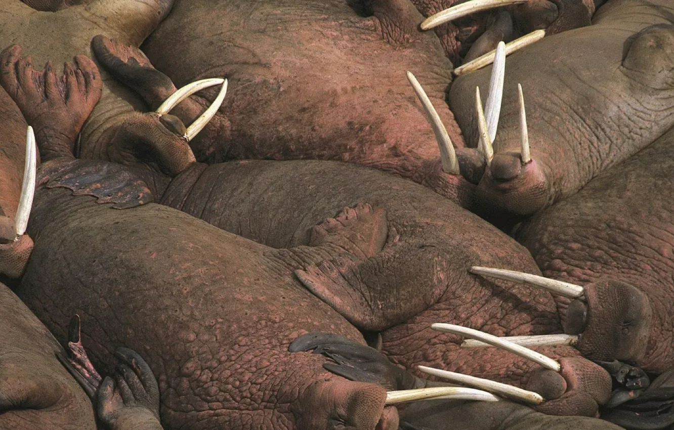 Photo wallpaper walrus, tusks, rookery