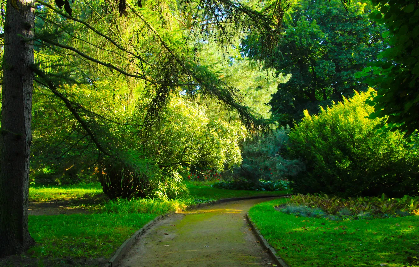 Photo wallpaper green, trees, park, alley