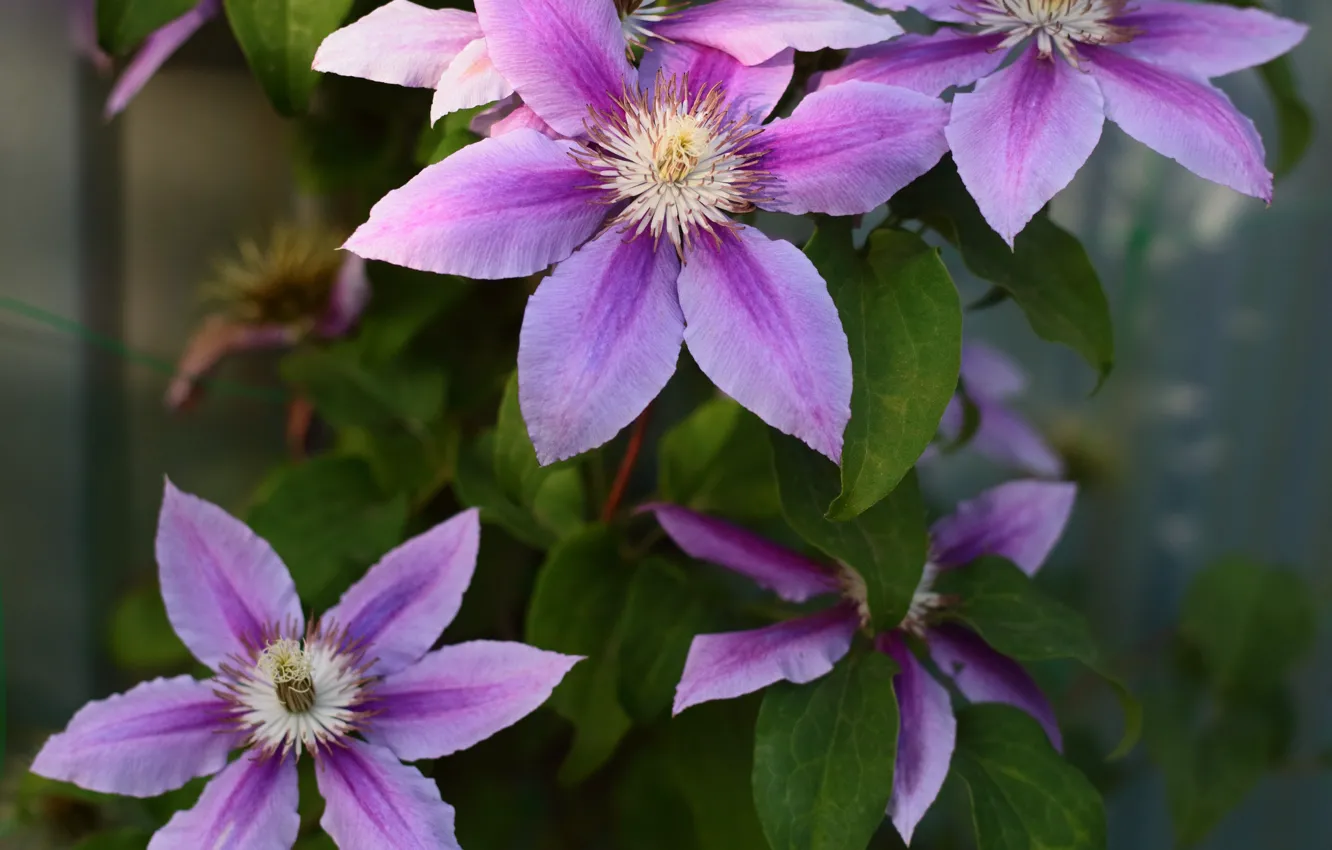 Photo wallpaper leaves, nature, flowers, clematis, clematis