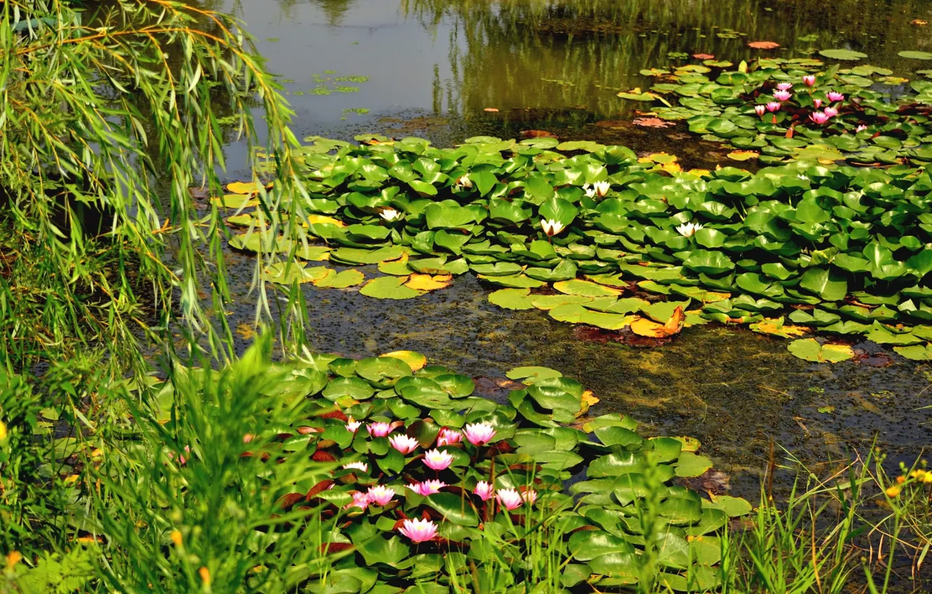 Photo wallpaper nature, lake, water lilies, greens, spring