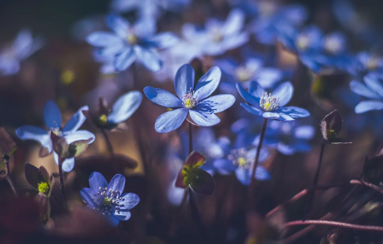 Photo wallpaper flowers, the dark background, blue, glade, spring, forest