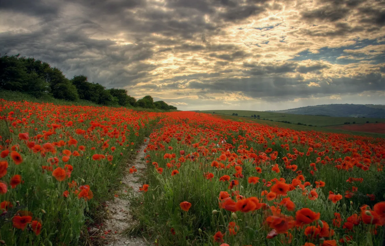 Photo wallpaper field, the sky, rays, flowers, clouds, Maki, The evening, path