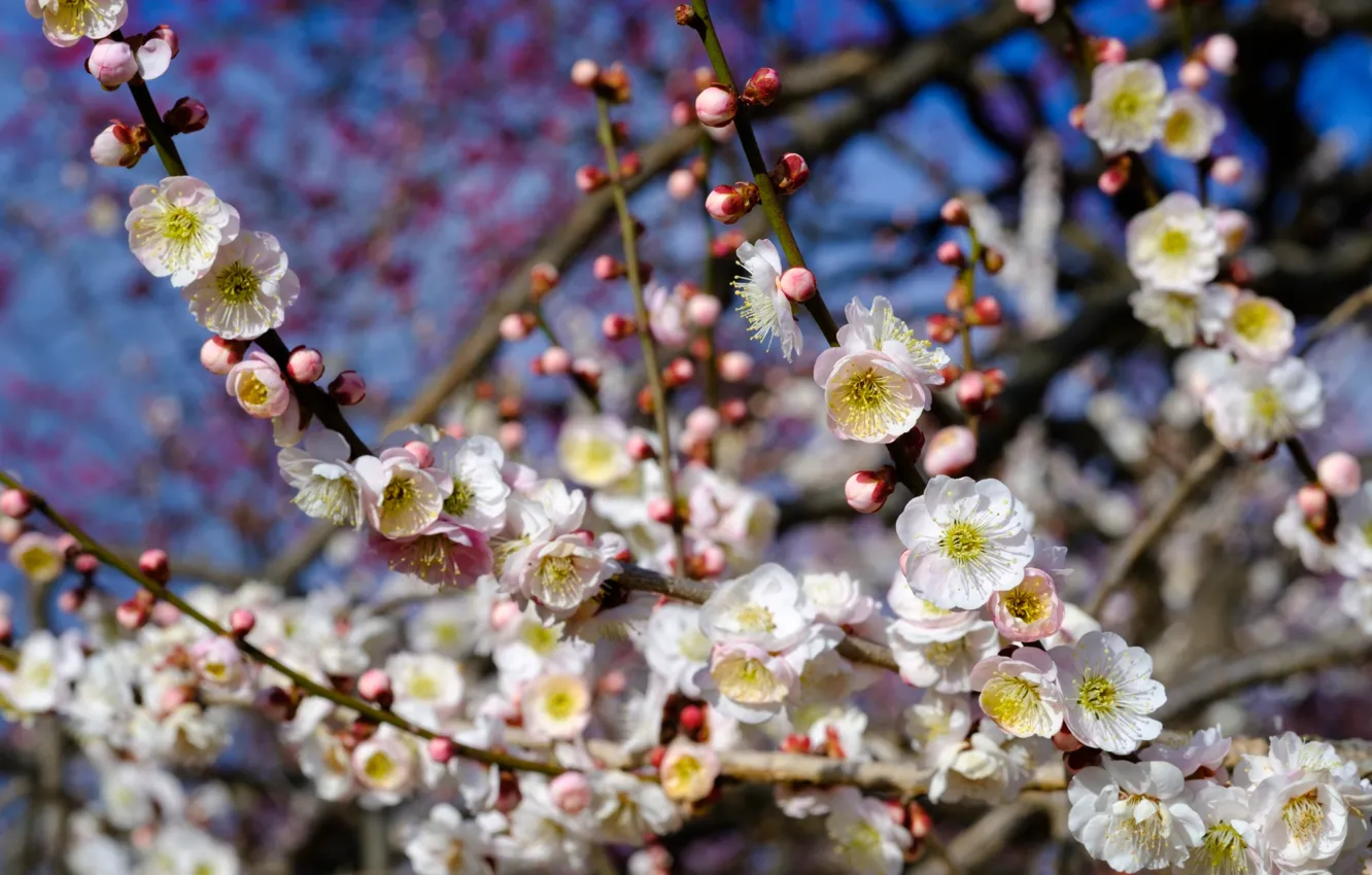 Photo wallpaper tree, spring, flowering, drain