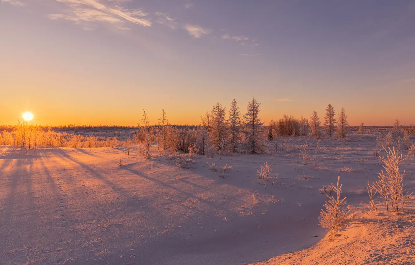 Photo wallpaper winter, field, forest, the sky, the sun, light, snow, trees