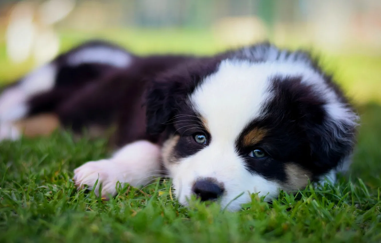 Photo wallpaper grass, look, dog, muzzle, puppy, Australian shepherd, Aussie