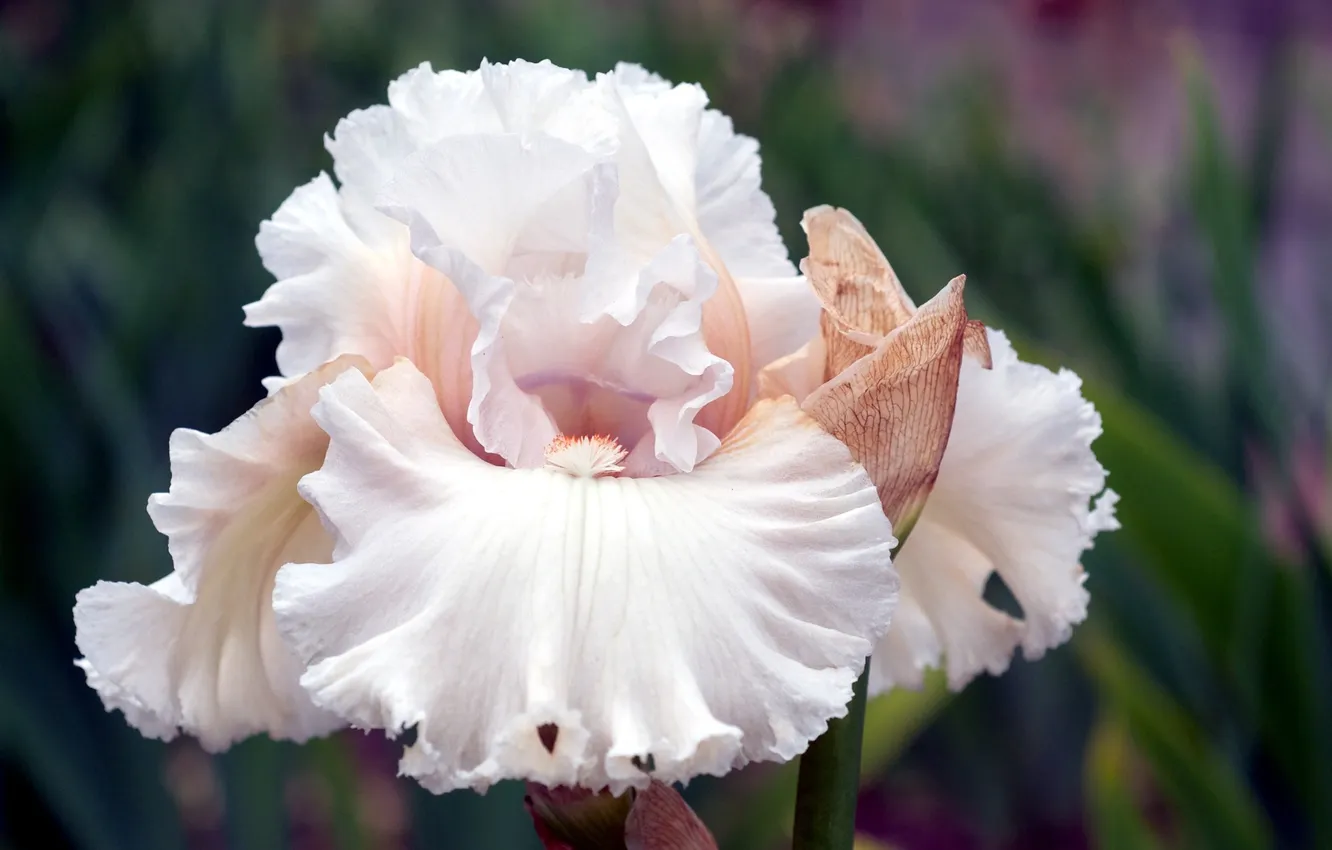 Photo wallpaper white, flower, petals, iris