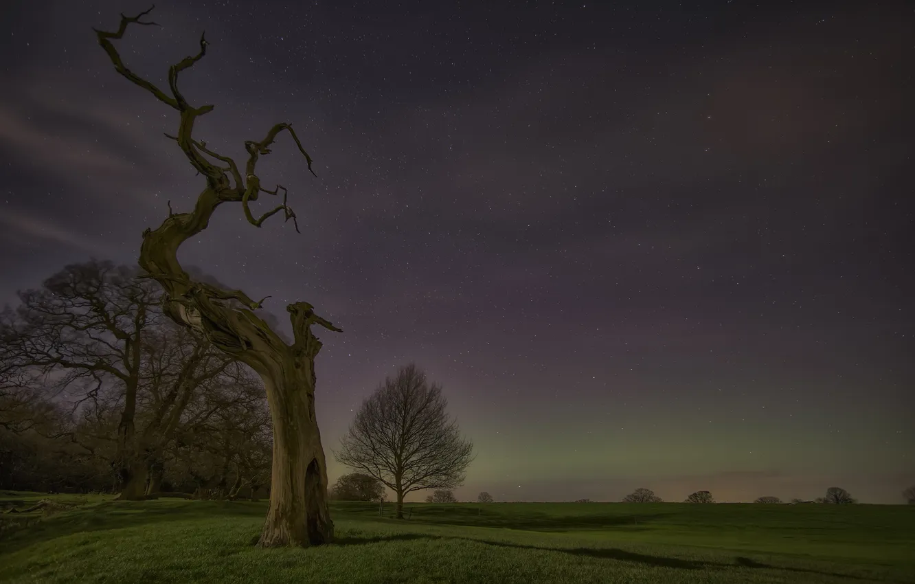Photo wallpaper field, trees, night