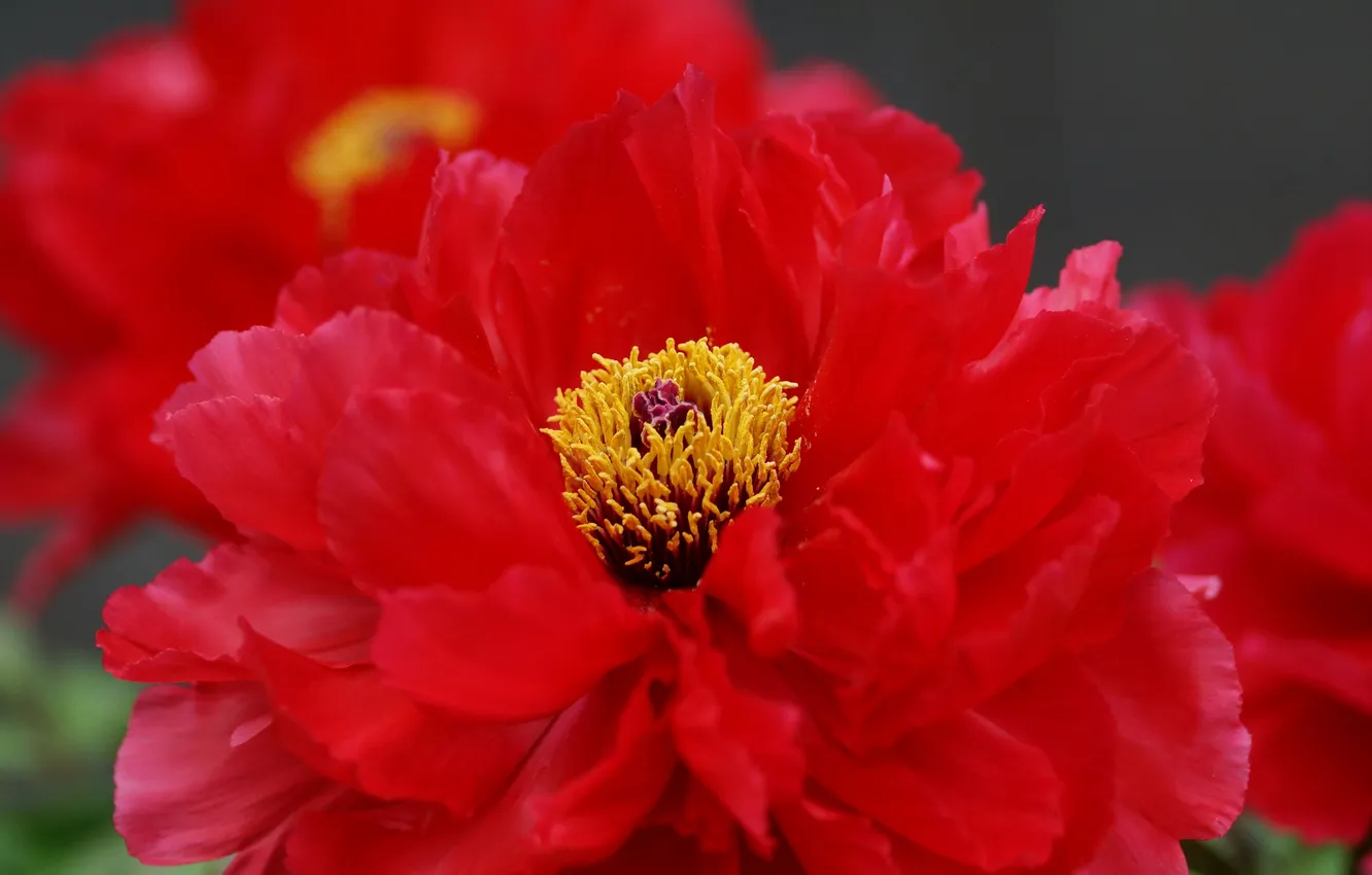 Photo wallpaper flower, macro, red, peony