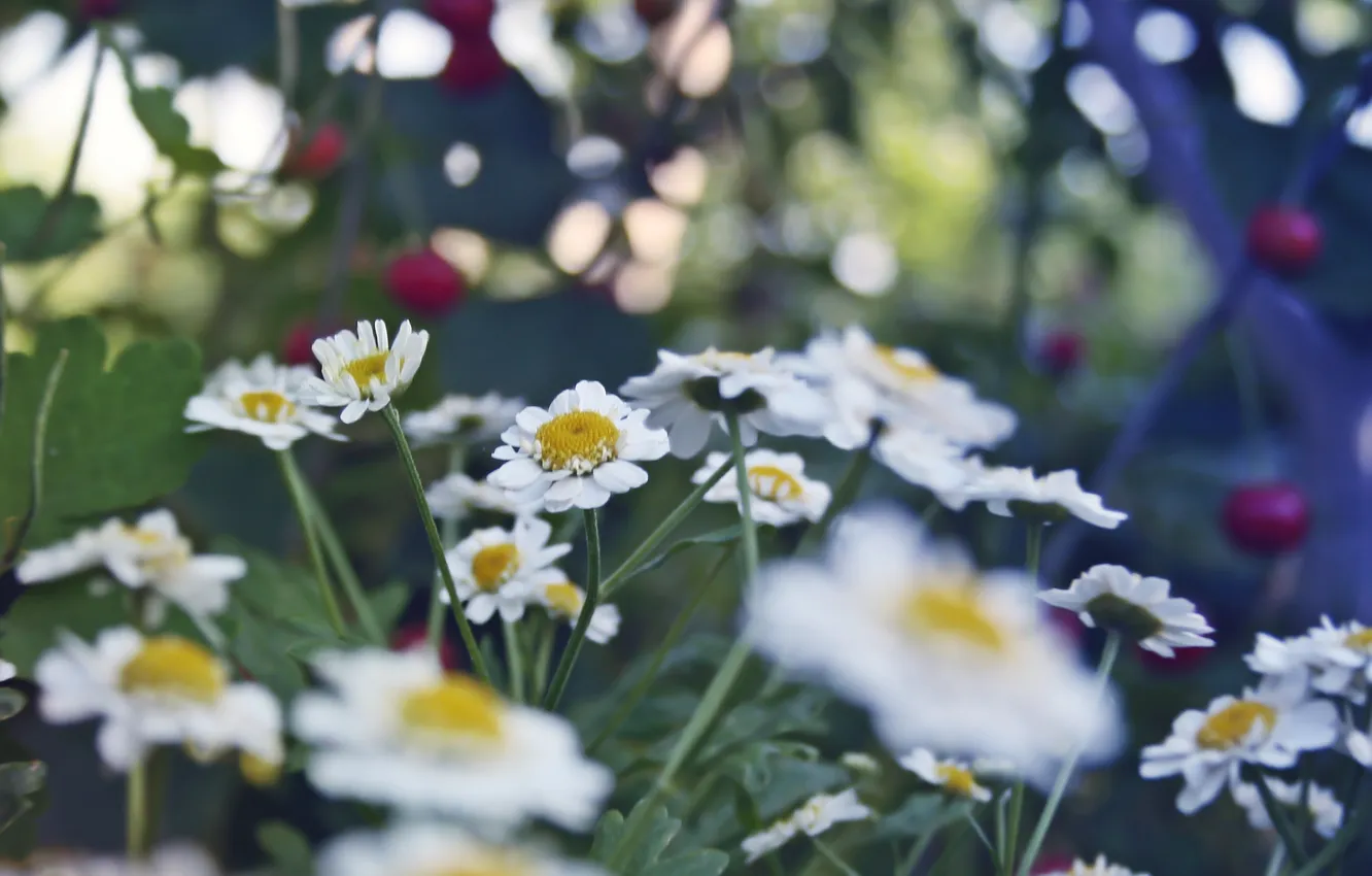 Photo wallpaper summer, colored, chamomile
