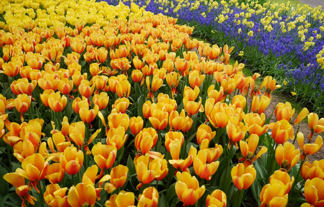 Photo wallpaper yellow, tulips, orange, a lot