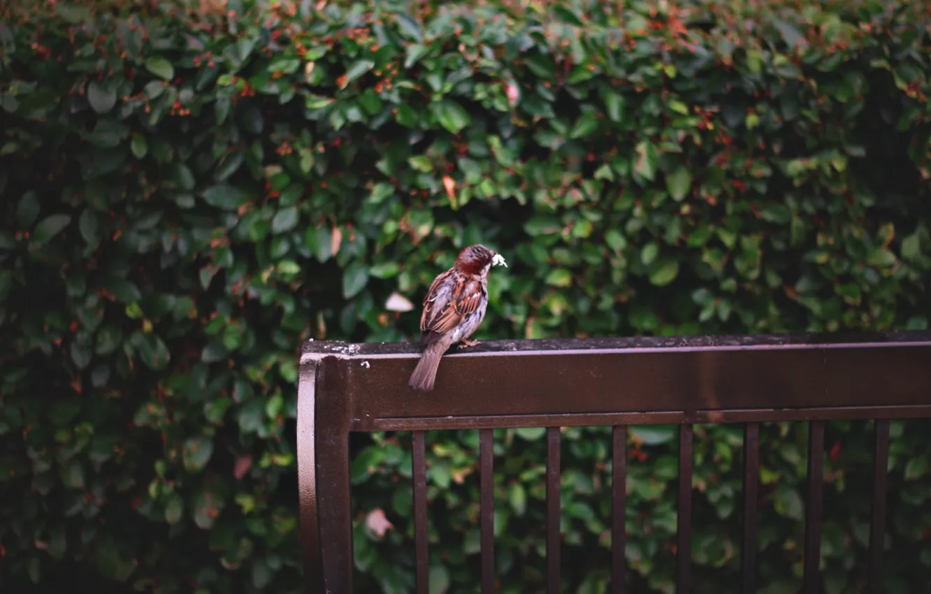 Photo wallpaper leaves, bench, feathers, Sparrow