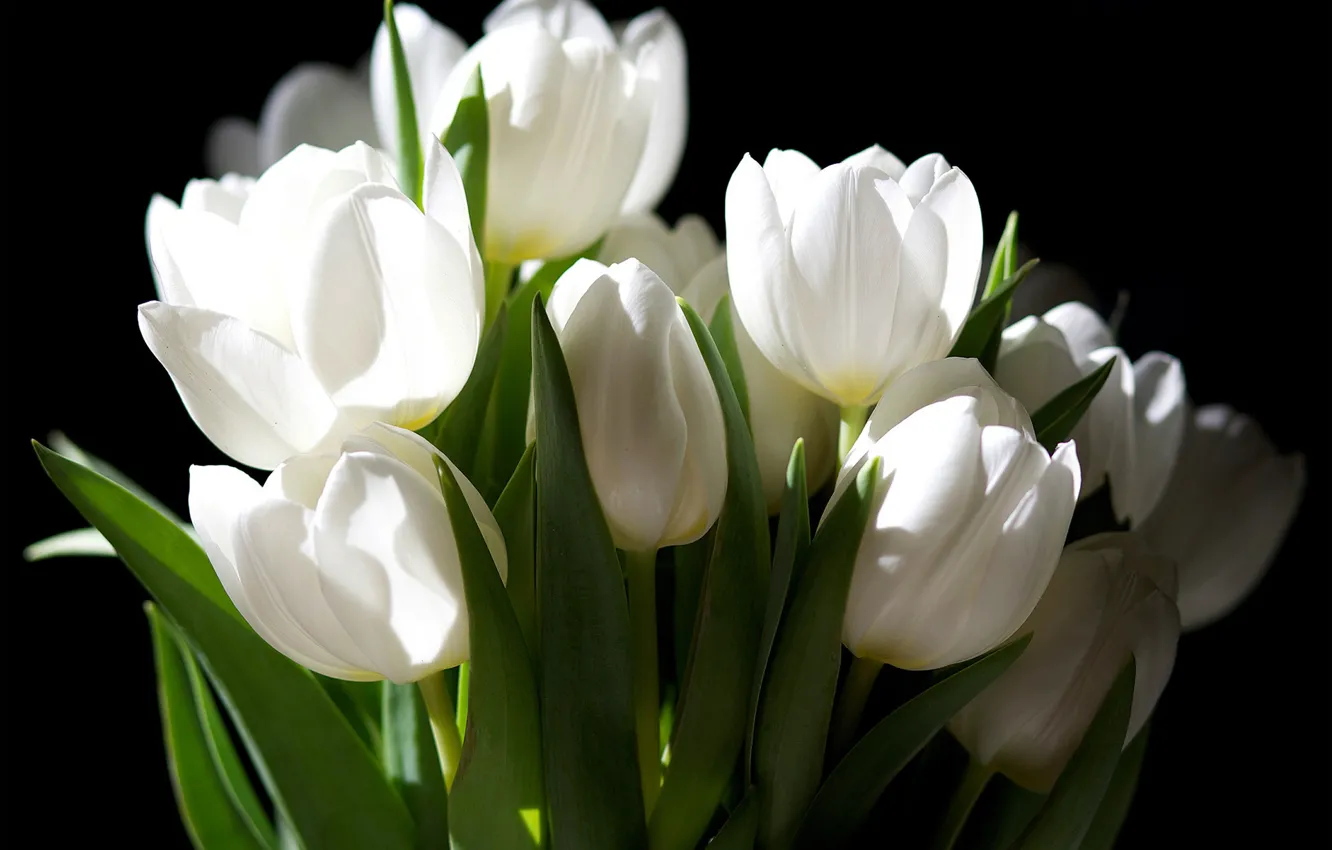 Photo wallpaper flowers, the dark background, bouquet, tulips, white